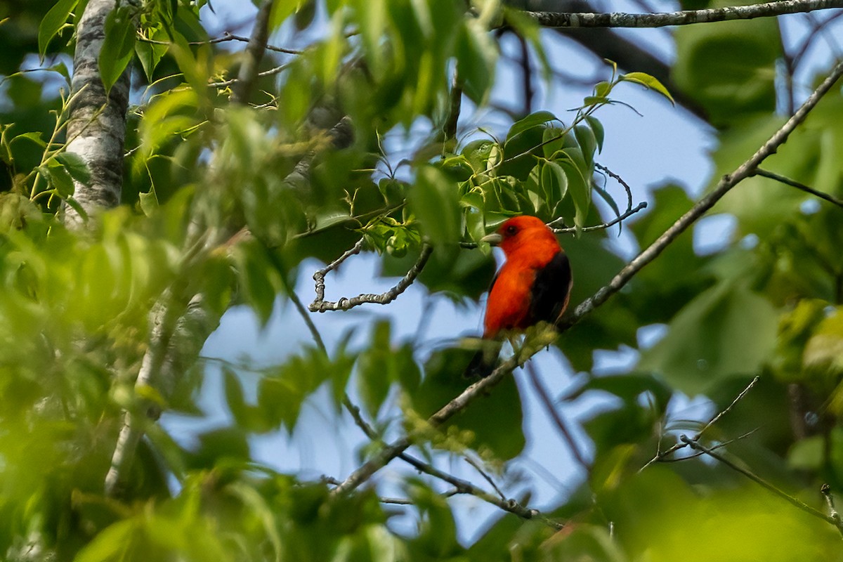 Scarlet Tanager - ML618171995