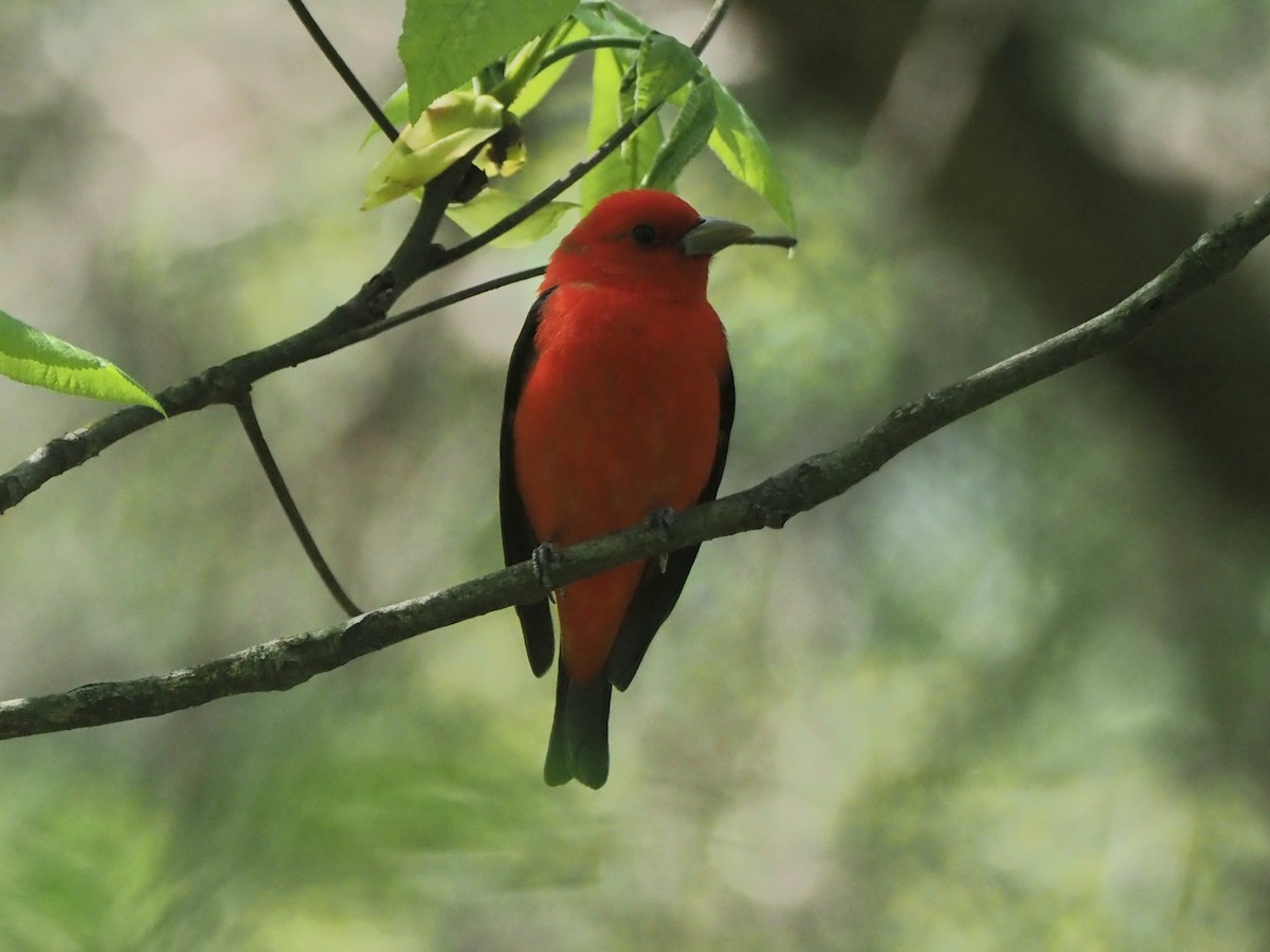 Scarlet Tanager - ML618172004