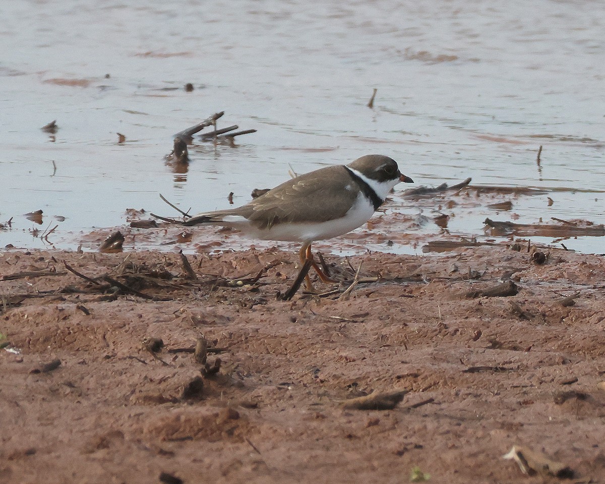 Semipalmated Plover - ML618172011