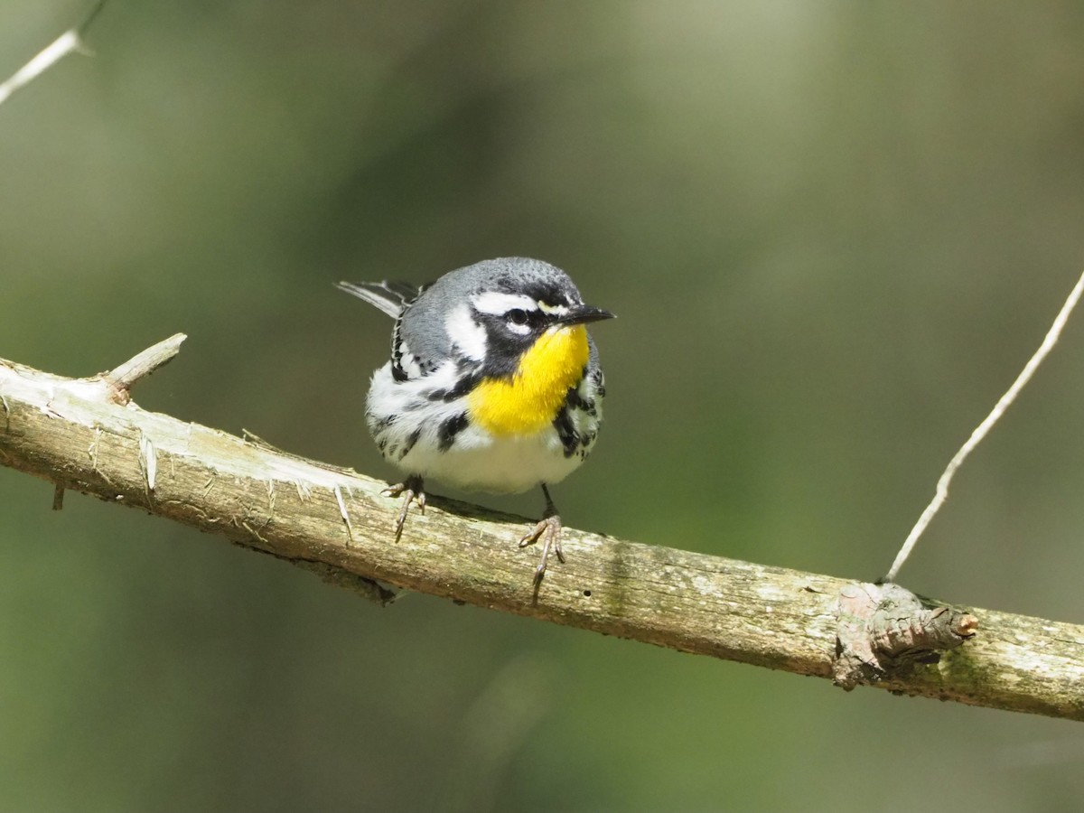Yellow-throated Warbler - ML618172014