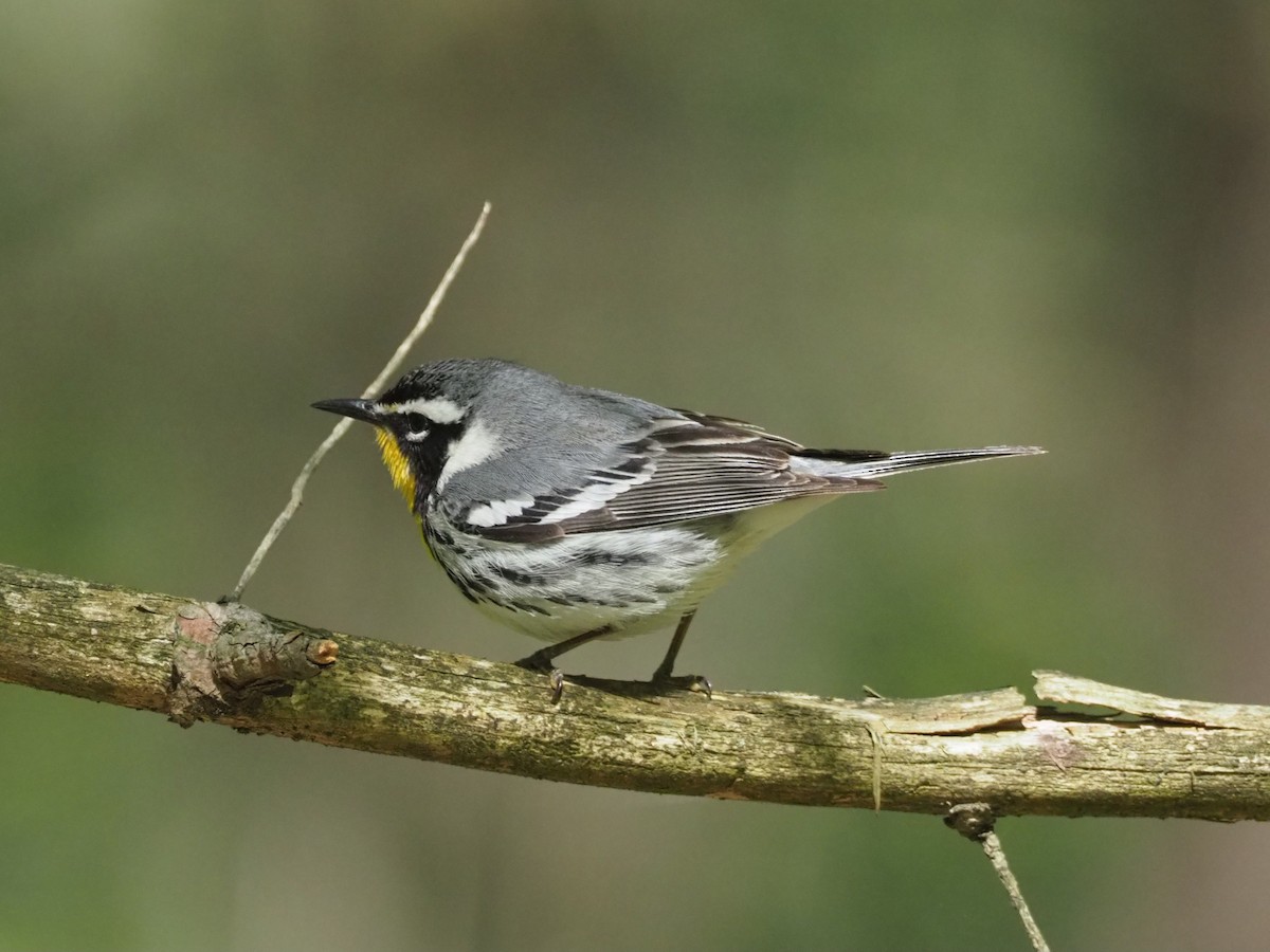 Yellow-throated Warbler - David Ayer