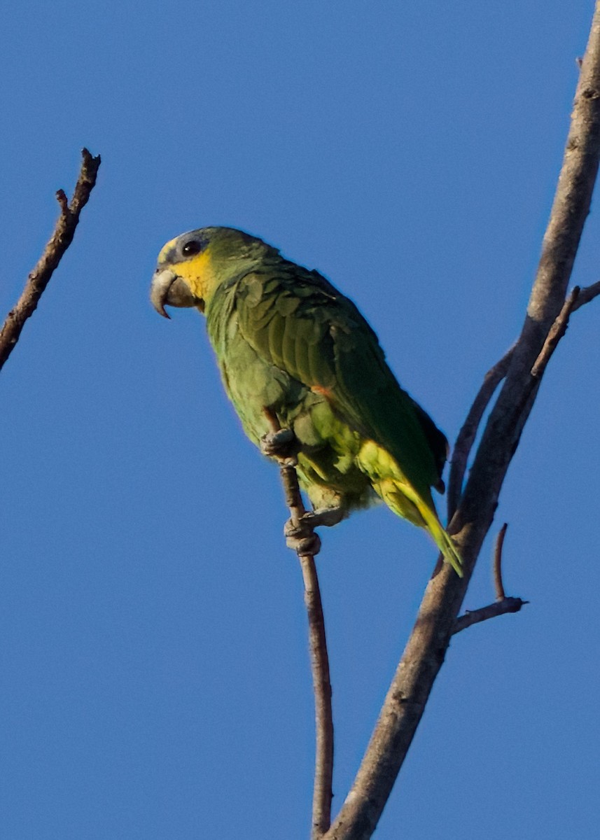 Orange-winged Parrot - Anita  Spencer