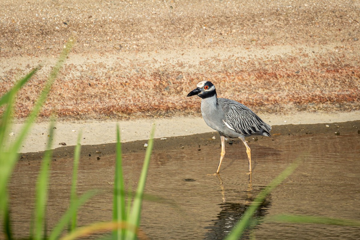 Yellow-crowned Night Heron - Francisco Russo
