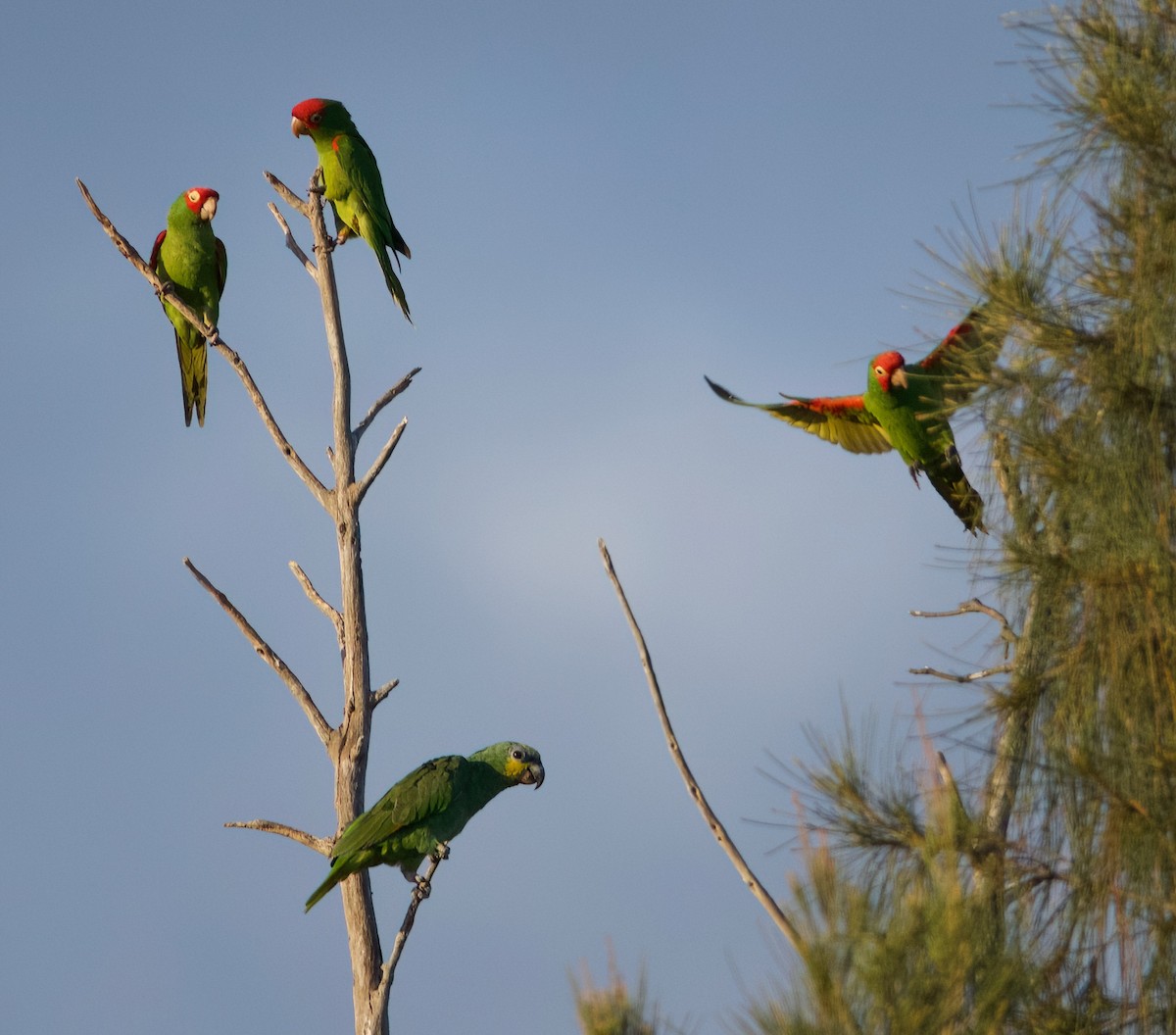 Guayaquil Papağanı - ML618172066