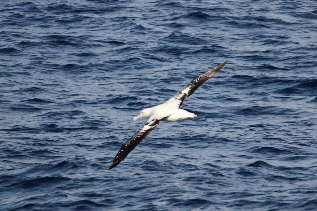 Antipodean Albatross (Gibson's) - ML618172078