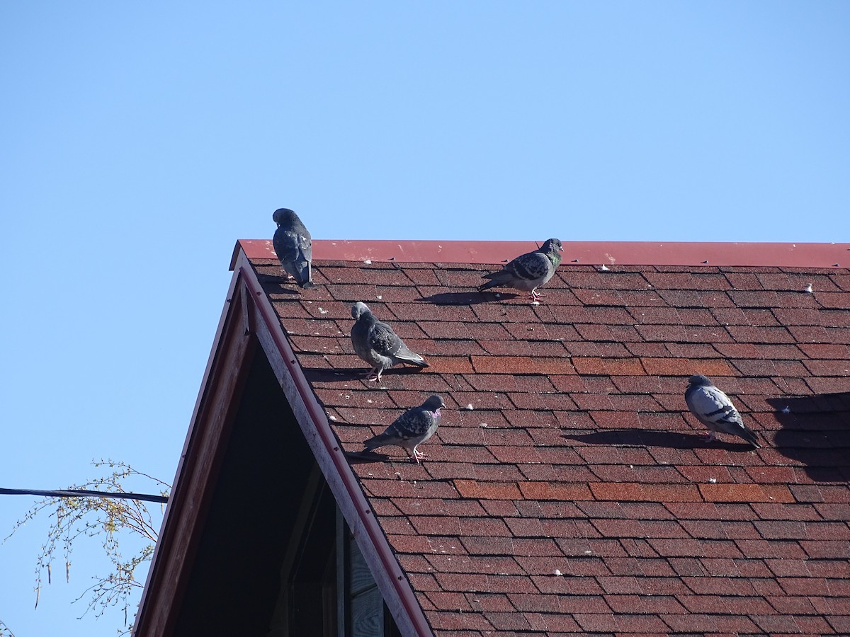 Rock Pigeon (Feral Pigeon) - ML618172106