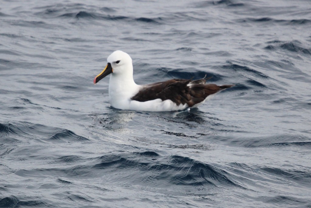 Indian Yellow-nosed Albatross - ML618172114