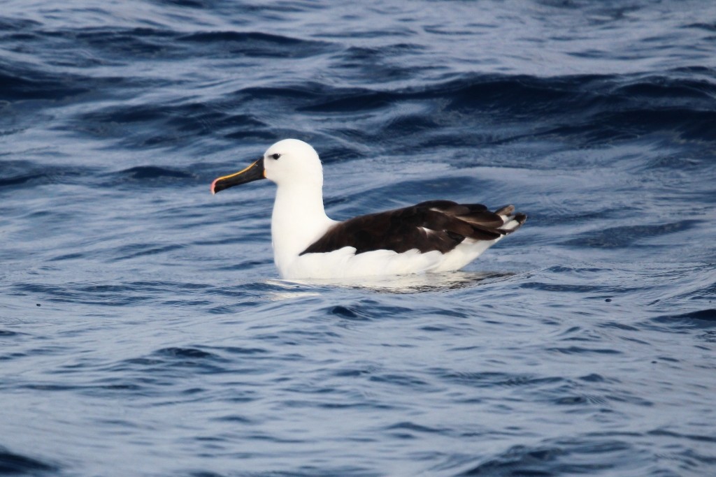 Indian Yellow-nosed Albatross - ML618172135