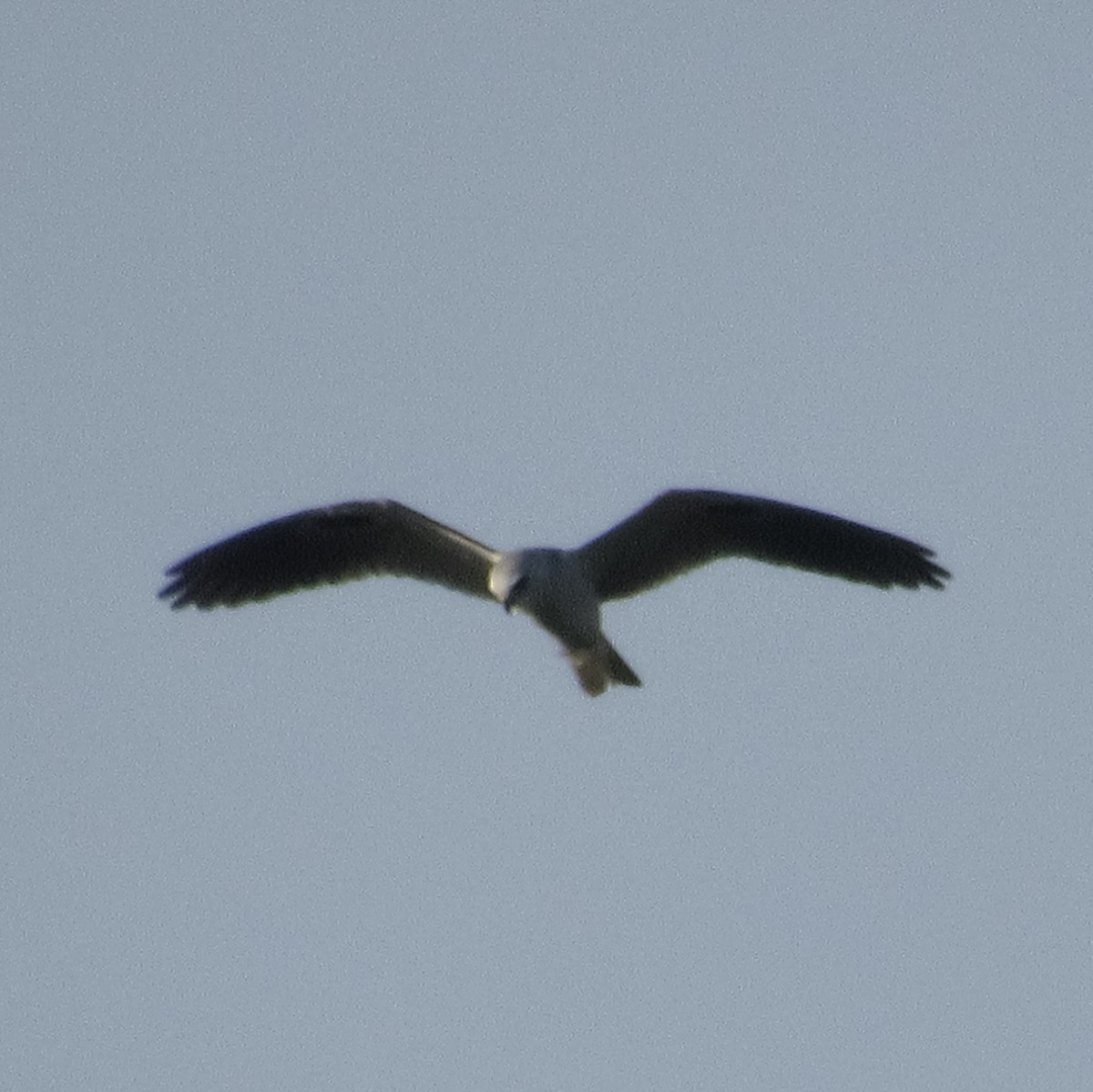 White-tailed Kite - ML618172148