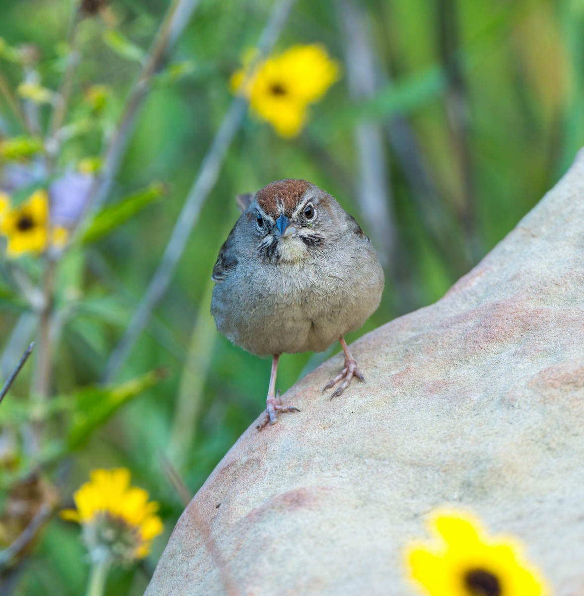 Rufous-crowned Sparrow - ML618172151