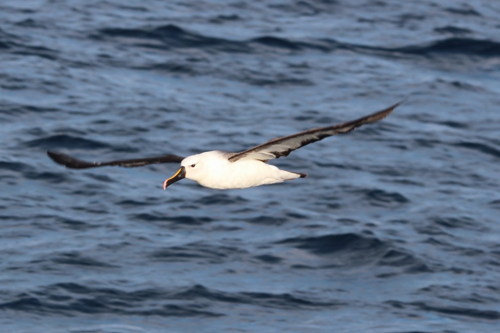 Indian Yellow-nosed Albatross - ML618172157