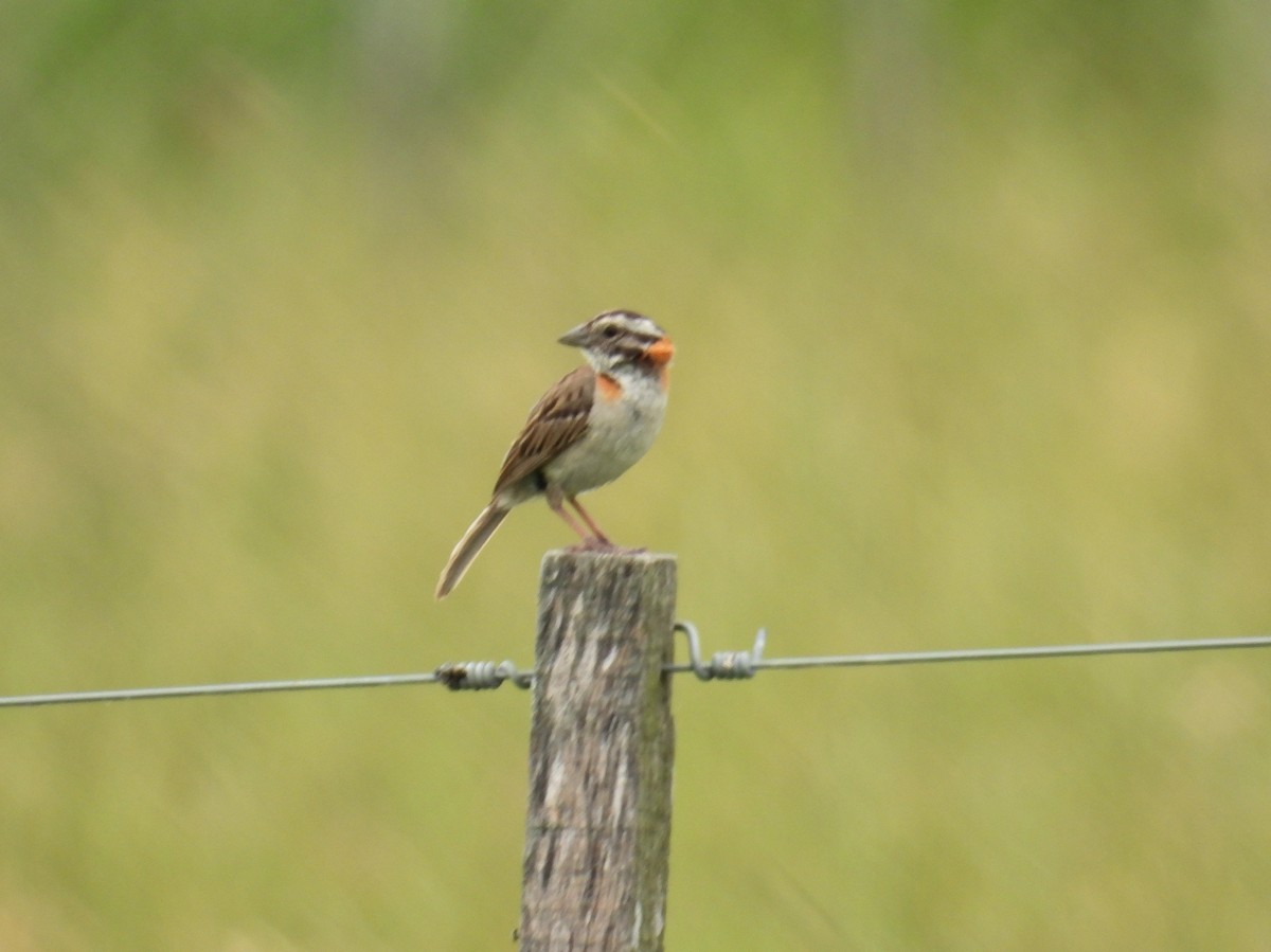 Rufous-collared Sparrow - bob butler