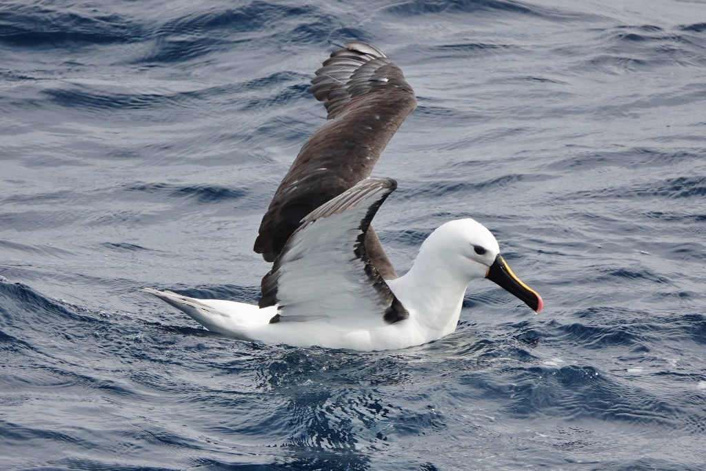 Indian Yellow-nosed Albatross - ML618172179
