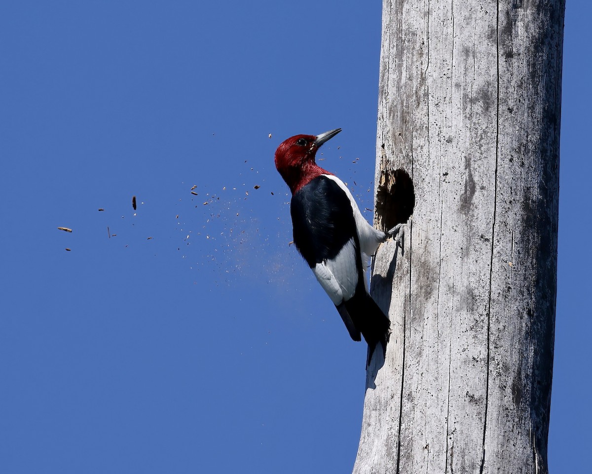 Red-headed Woodpecker - Debbie Kosater