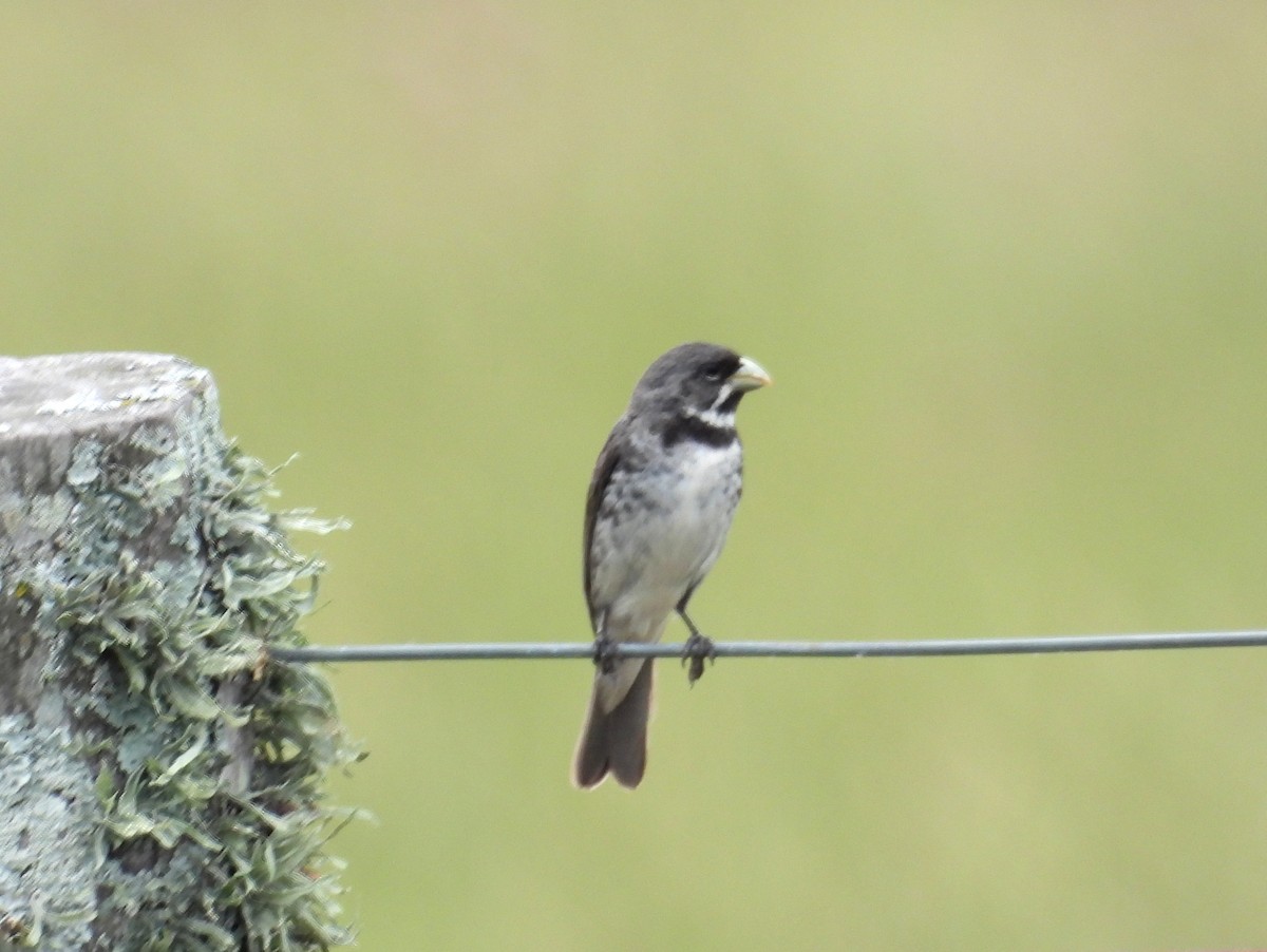 Double-collared Seedeater - ML618172193