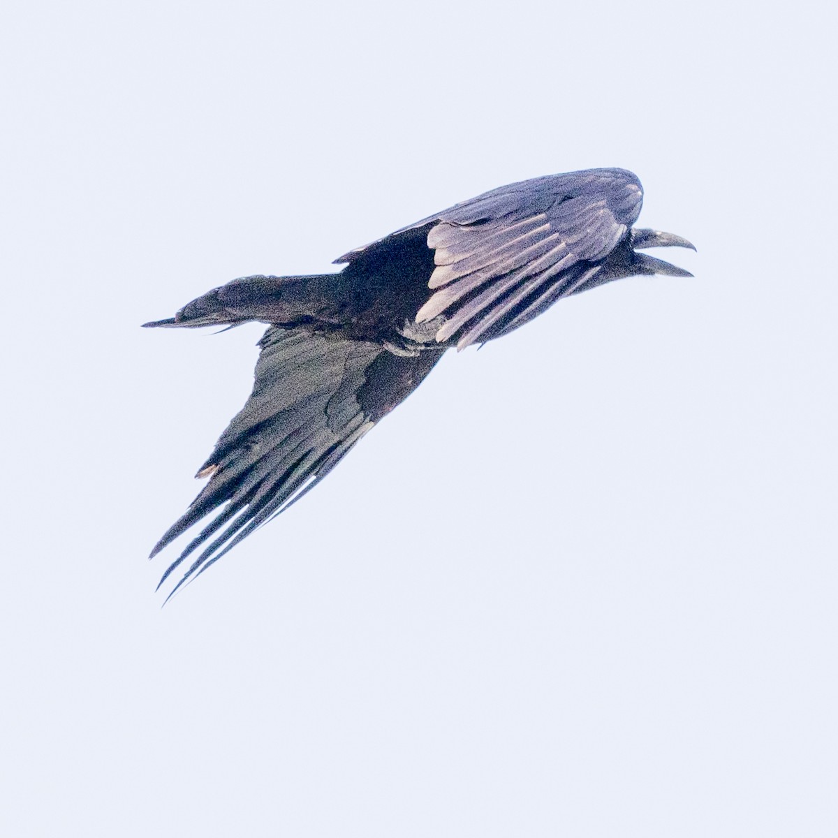 Common Raven - ML618172209