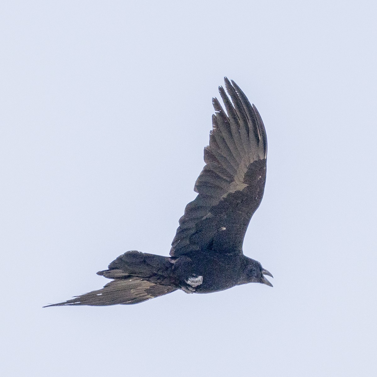 Common Raven - ML618172211