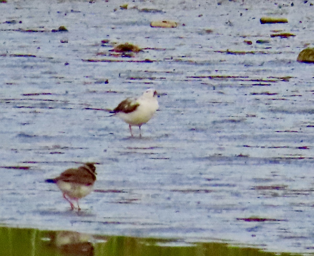 Semipalmated Plover - ML618172270