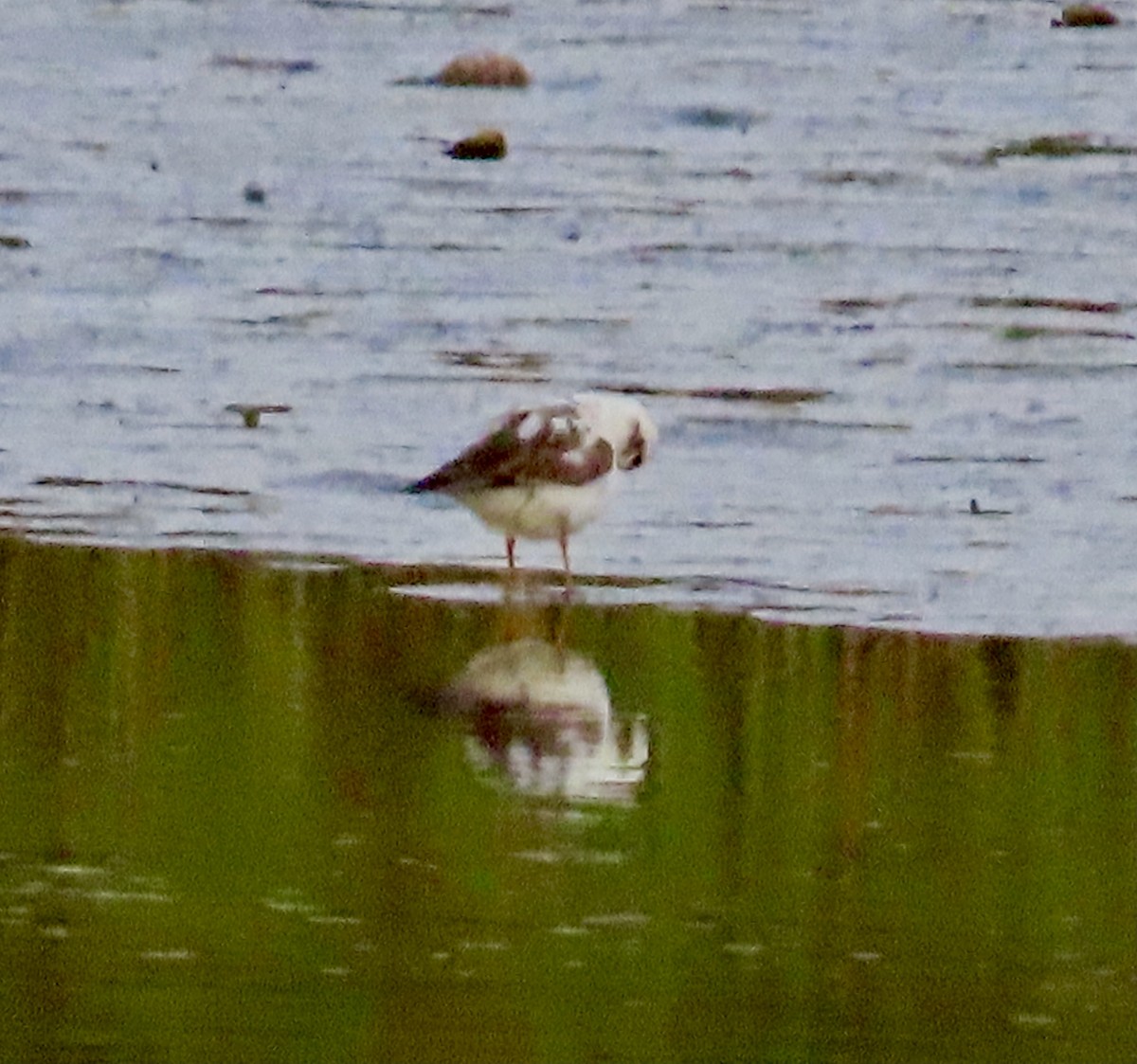 Semipalmated Plover - ML618172271