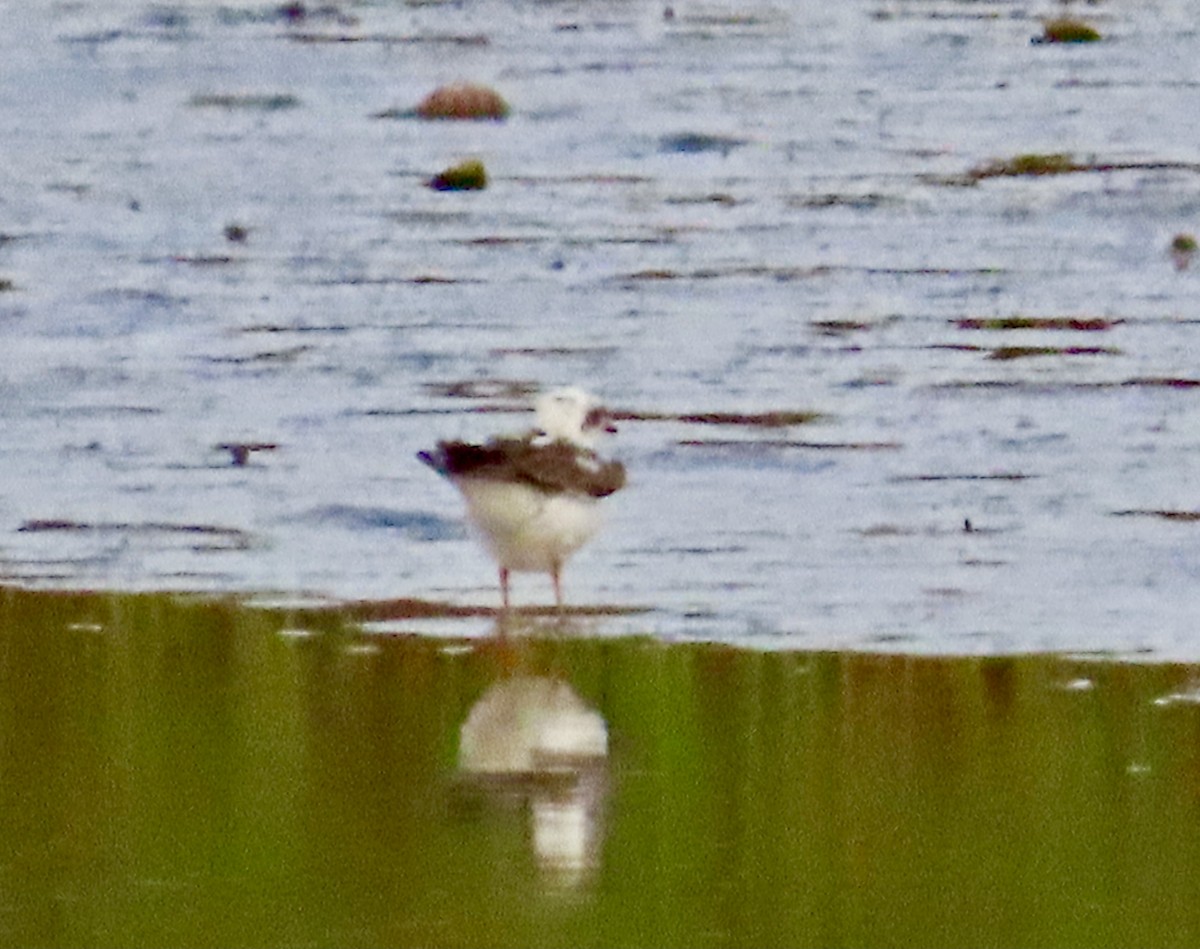 Semipalmated Plover - ML618172272