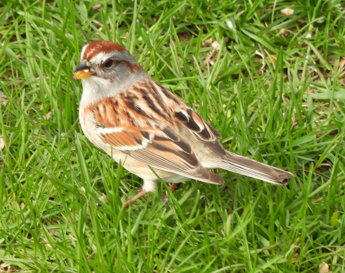 American Tree Sparrow - ML618172276