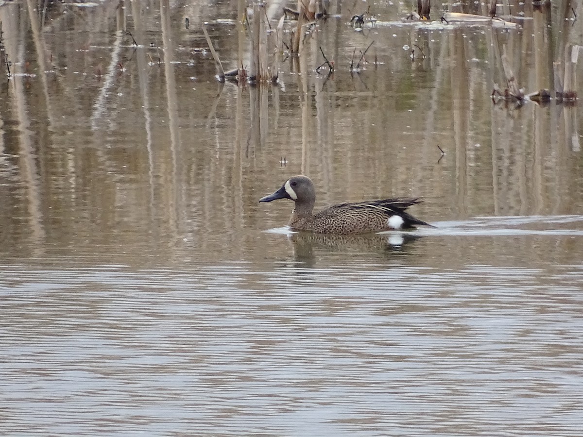 ML618172291 - Blue-winged Teal - Macaulay Library