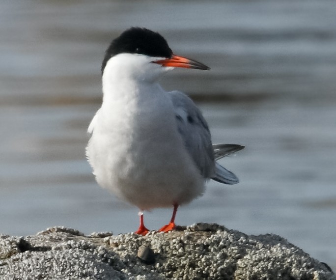 Common Tern - ML618172320