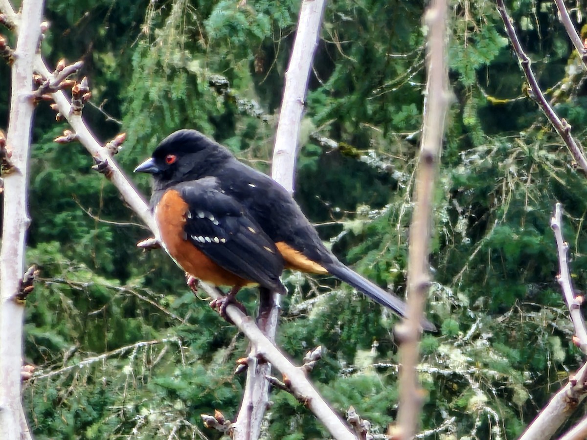Spotted Towhee - ML618172346