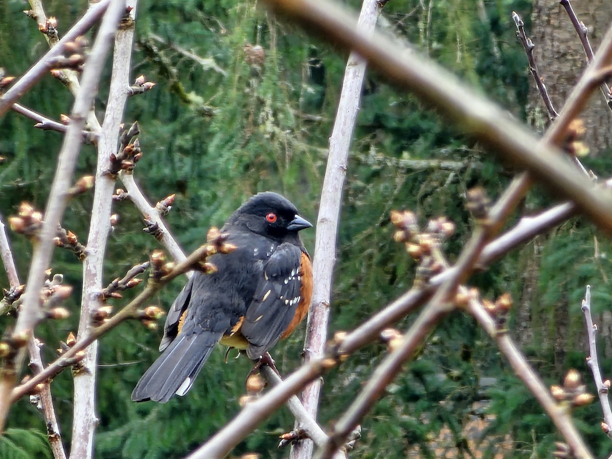 Spotted Towhee - ML618172347