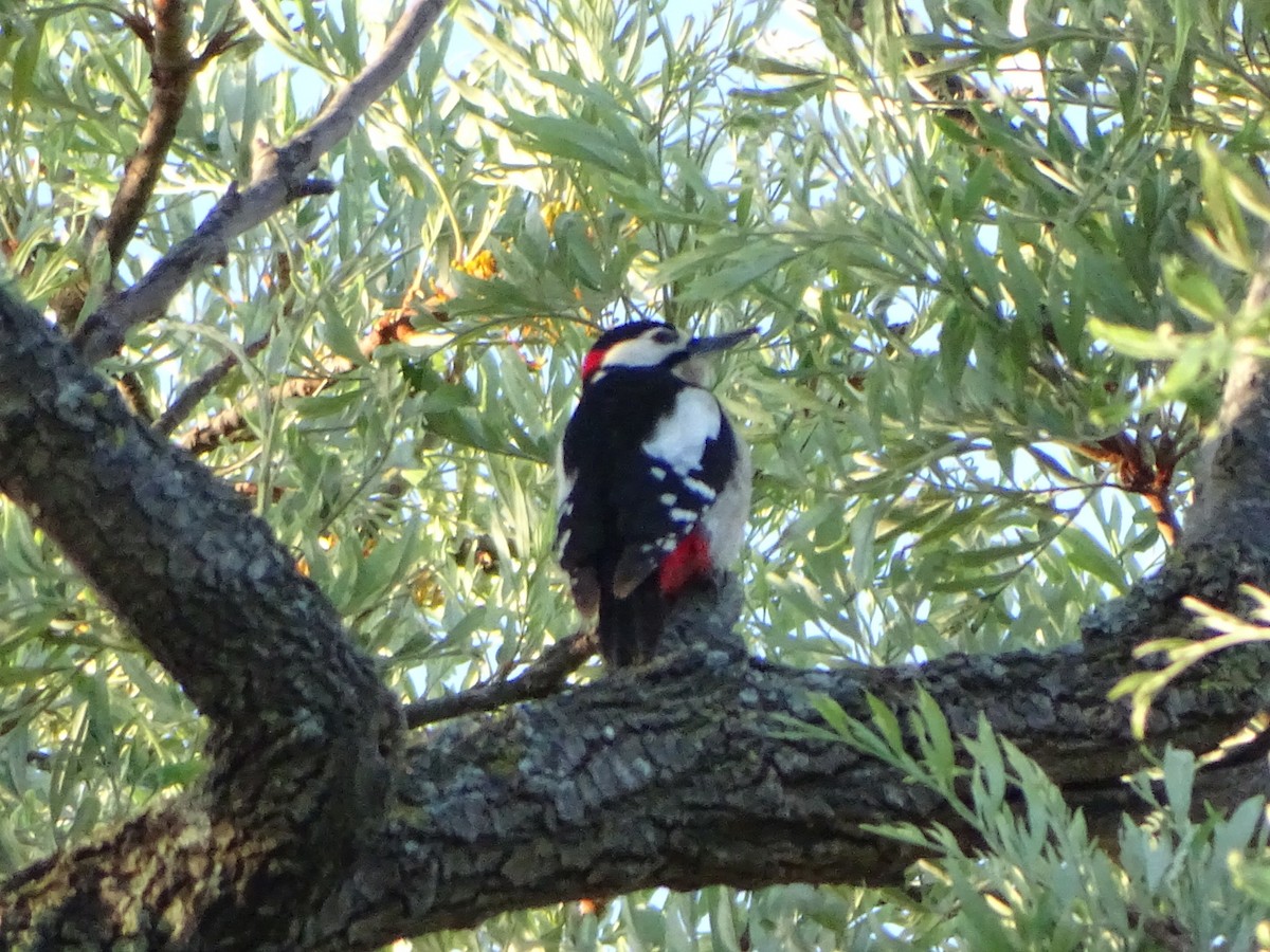 Great Spotted Woodpecker - Ken Fulsang