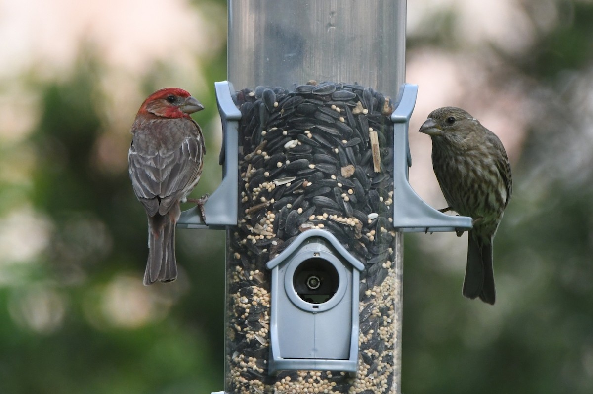 House Finch - Kevin Smith