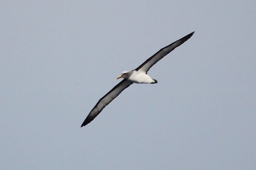 Buller's Albatross - ML618172434