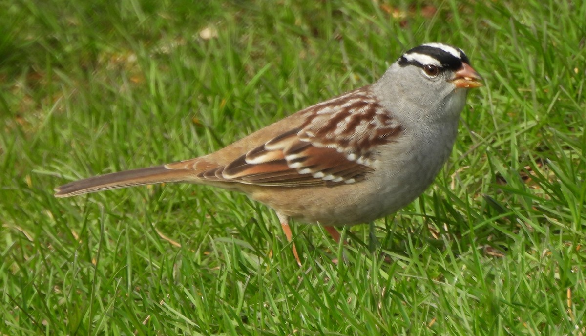 White-crowned Sparrow - ML618172435