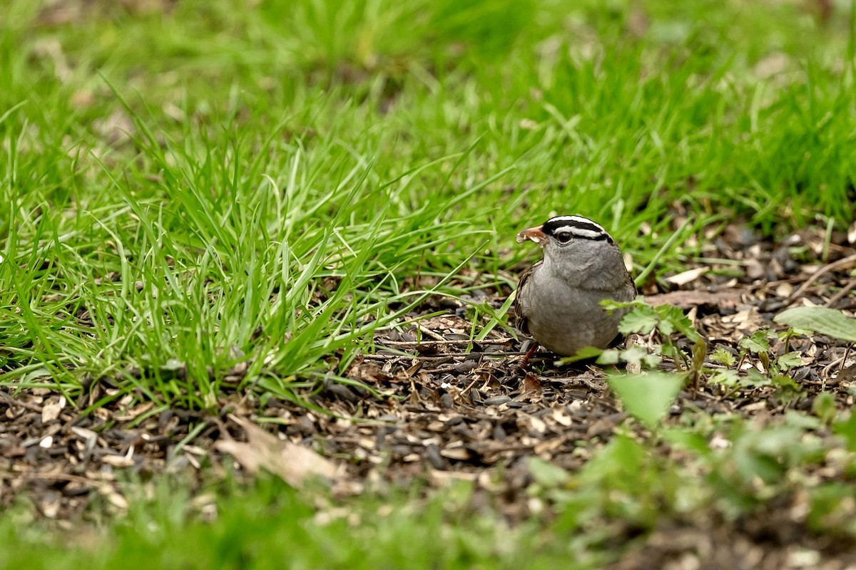 White-crowned Sparrow - ML618172441