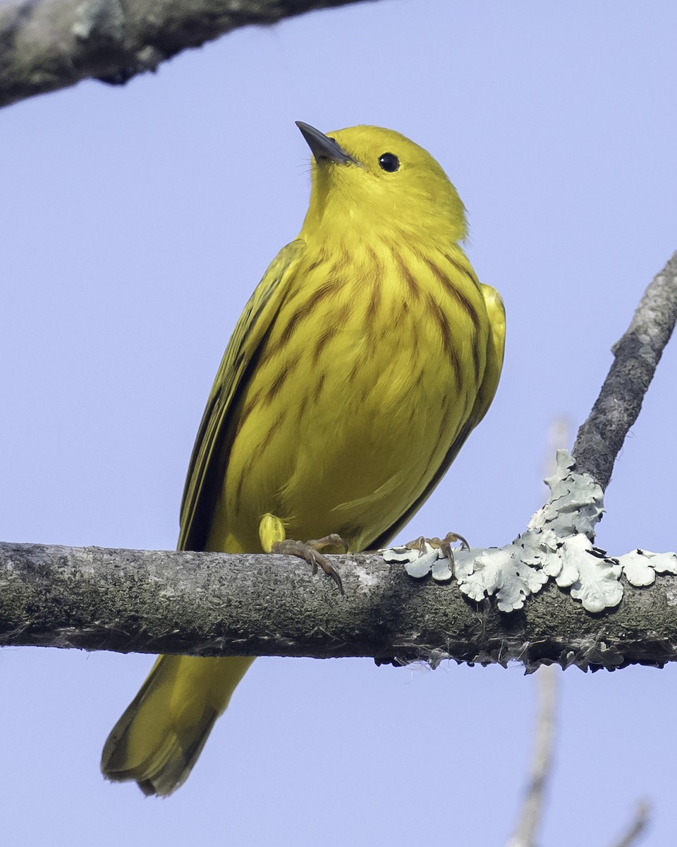 Yellow Warbler - Stan Deutsch