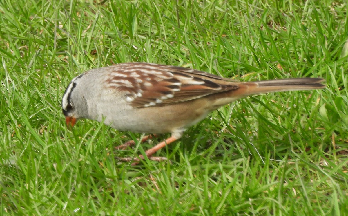 White-crowned Sparrow - ML618172454