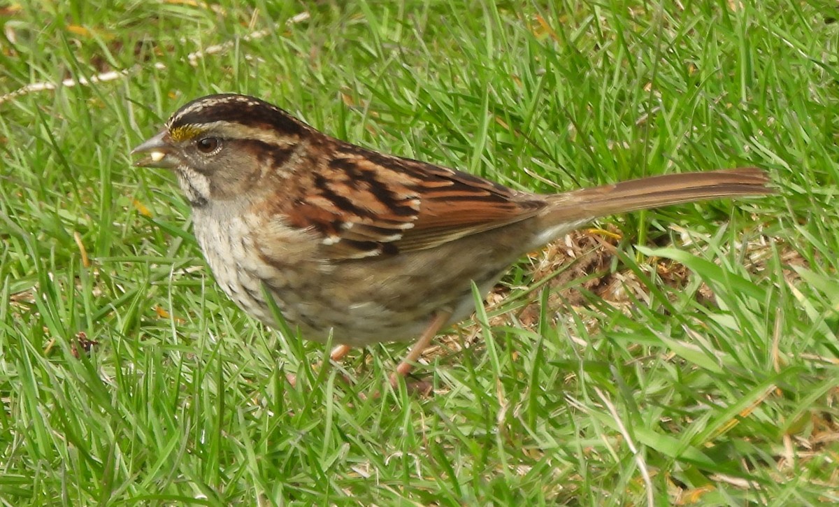 White-throated Sparrow - ML618172469