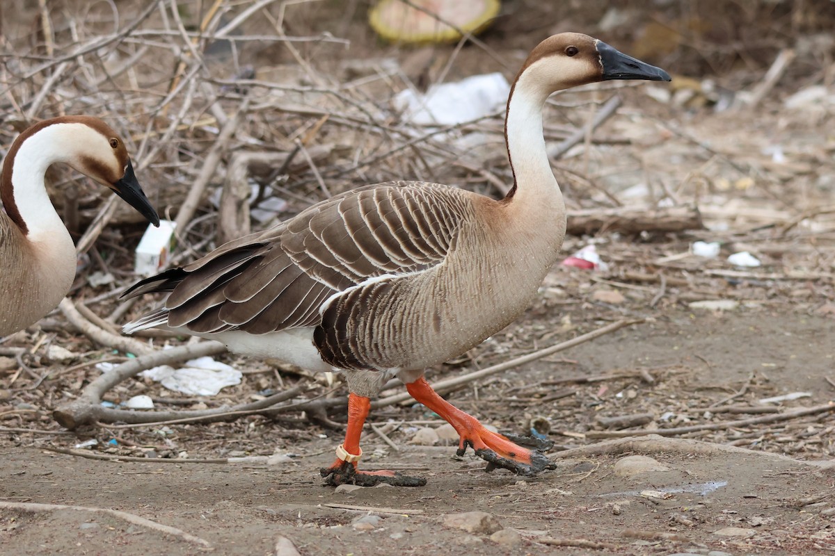 Domestic goose sp. (Domestic type) - Lancy Cheng