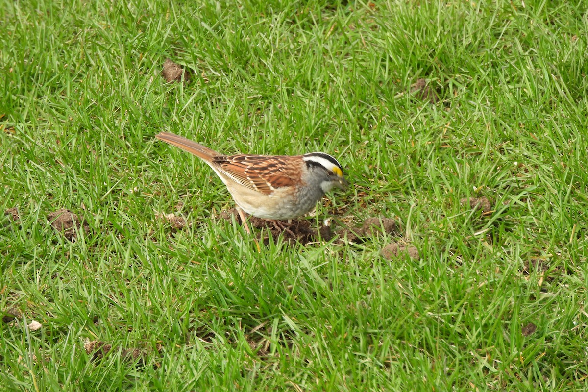 White-throated Sparrow - ML618172483