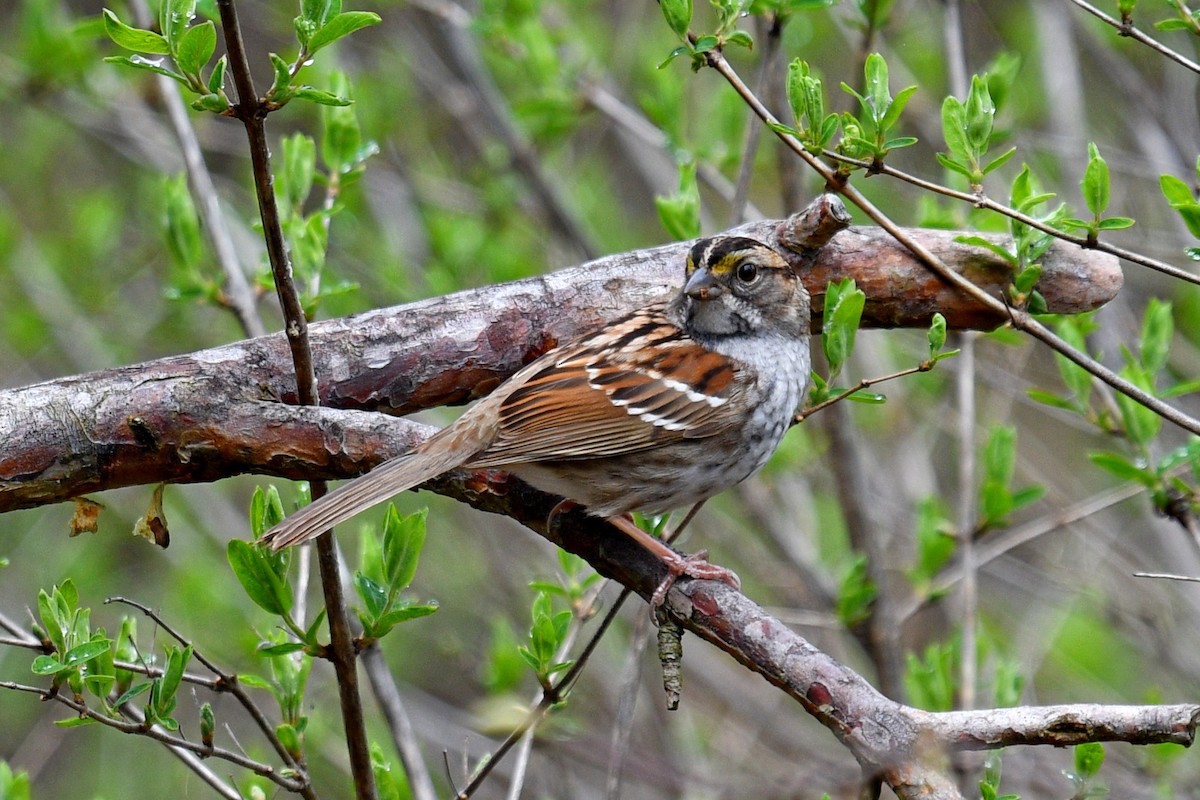 White-throated Sparrow - Joel Trick