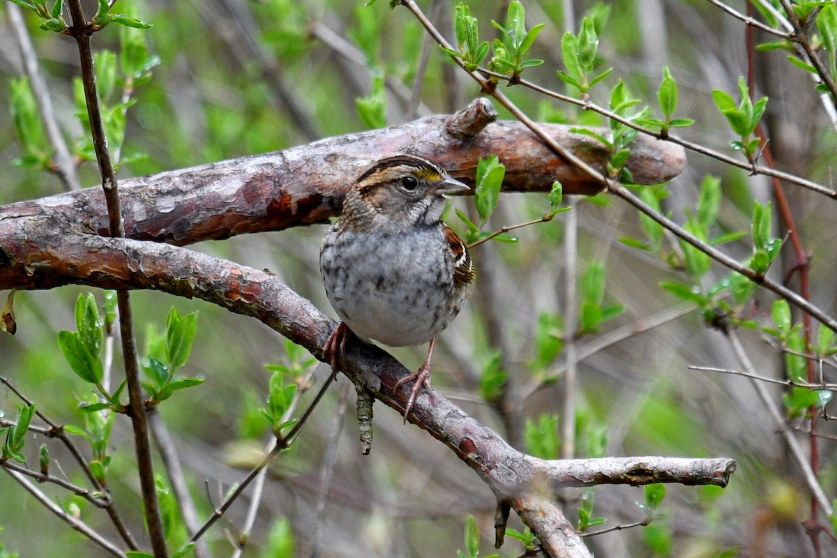 White-throated Sparrow - ML618172499
