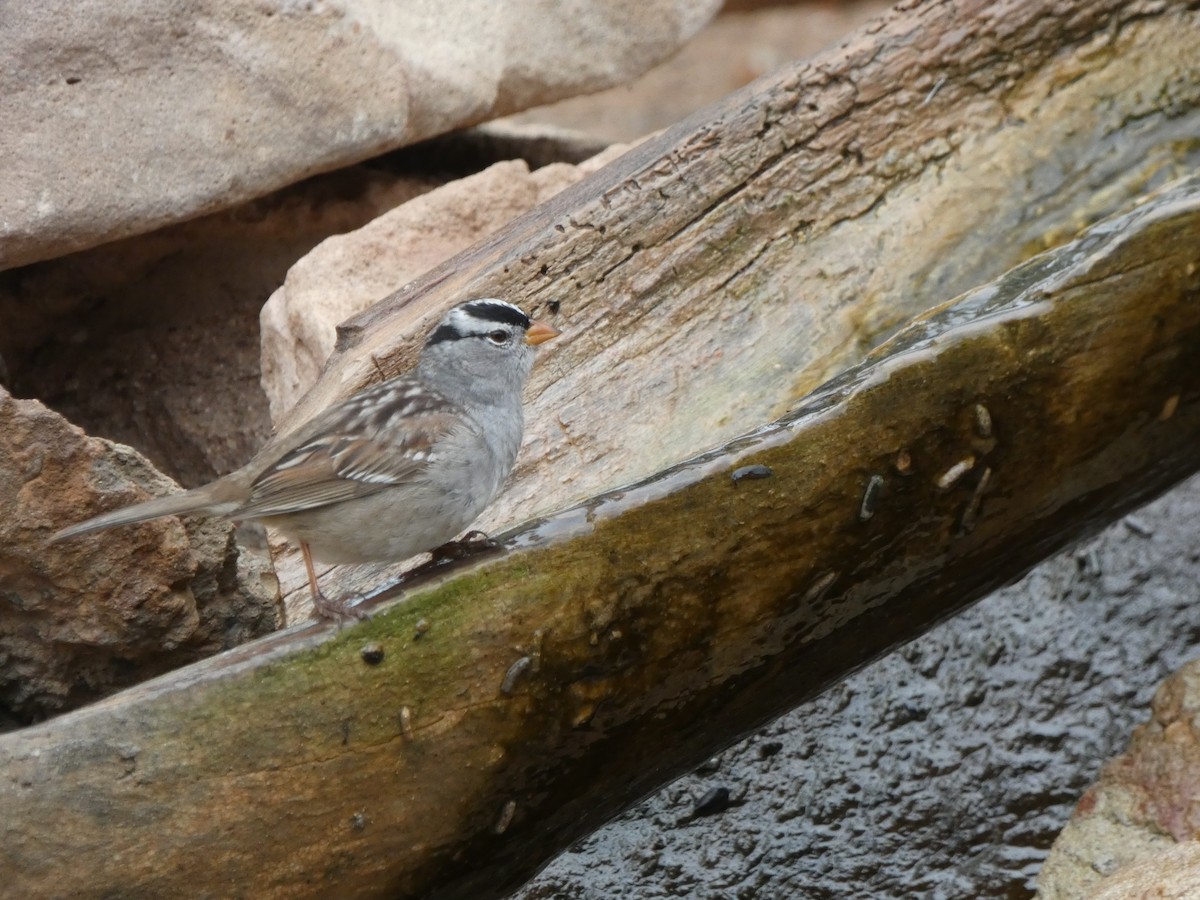 White-crowned Sparrow - ML618172516