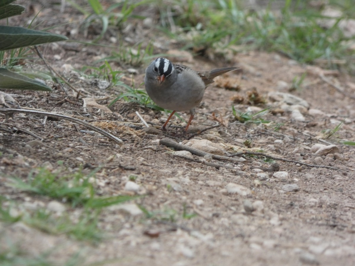 White-crowned Sparrow - Beth Roddin