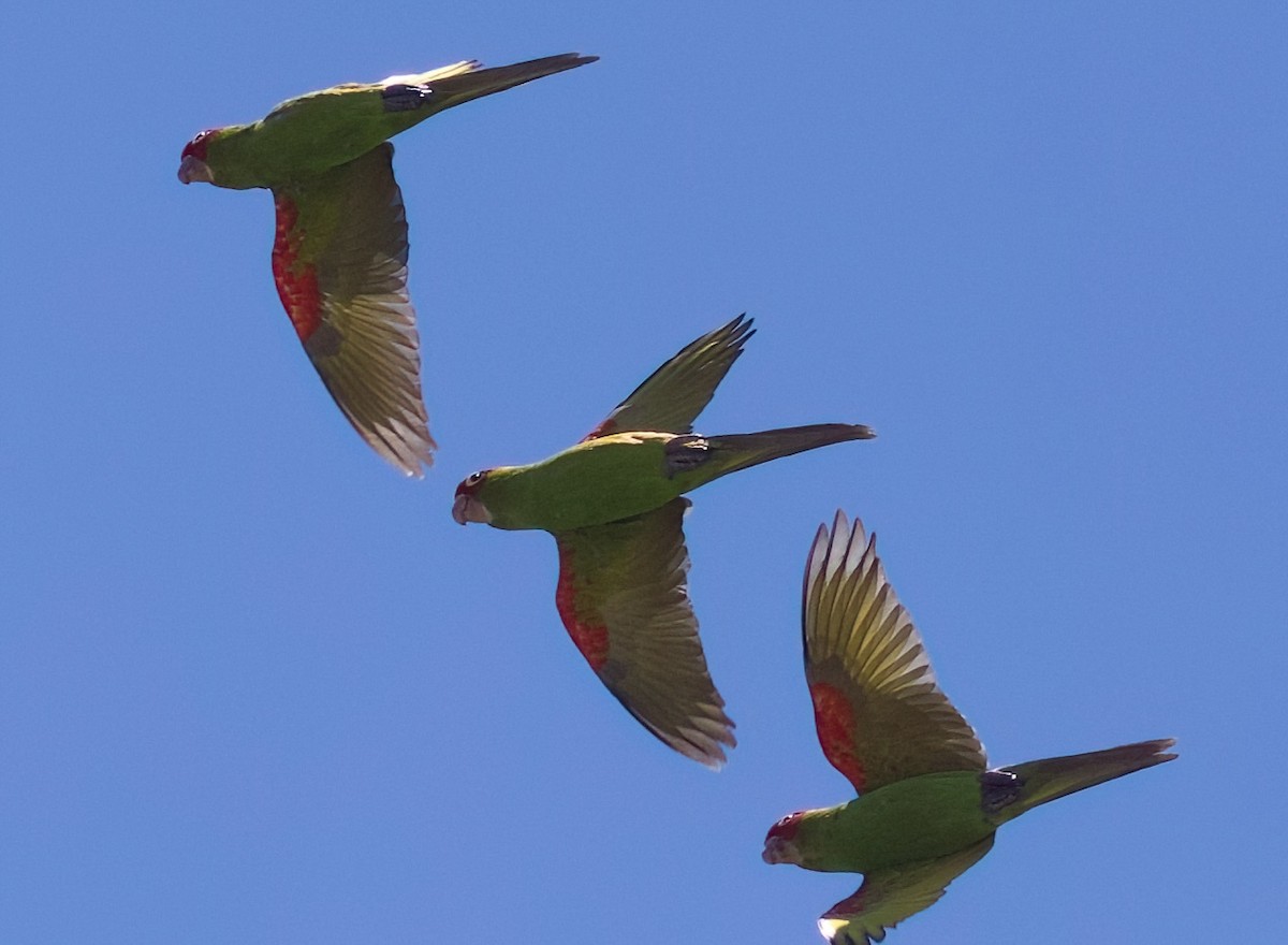 Guayaquil Papağanı - ML618172535