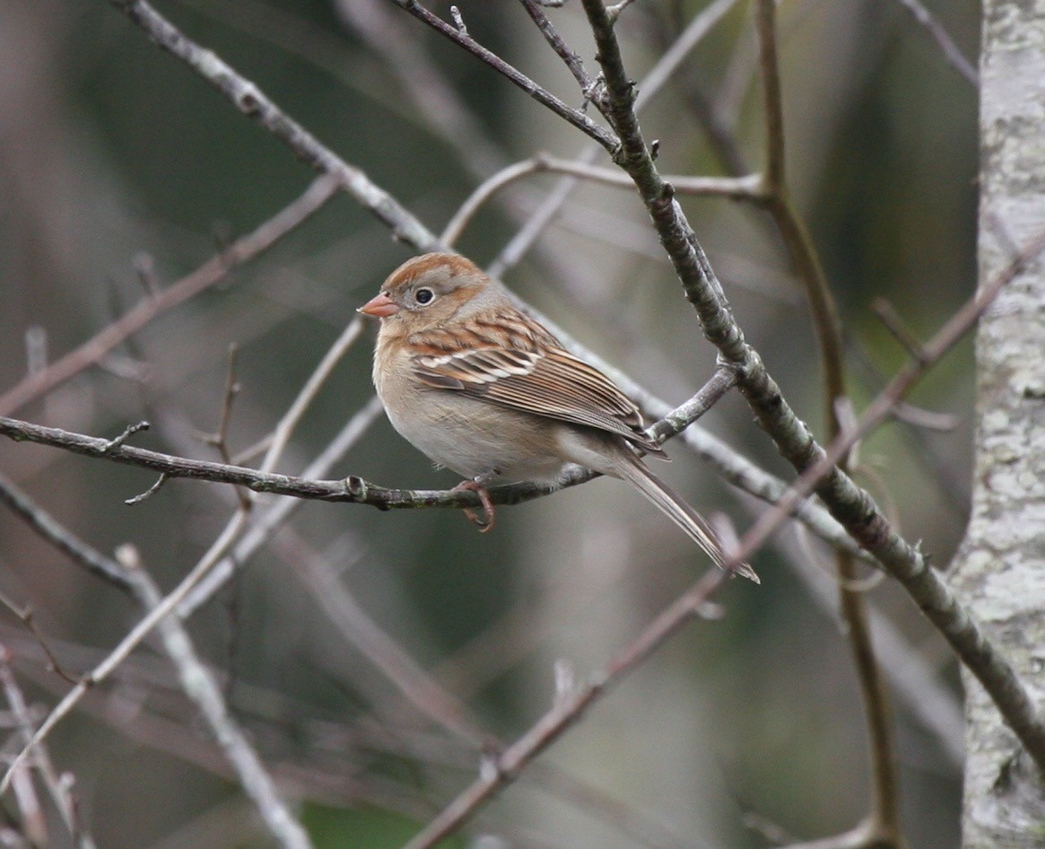 Field Sparrow - Robert Wallace