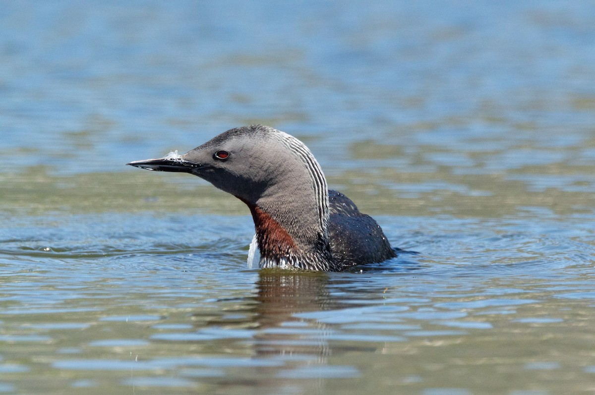 Red-throated Loon - ML618172572