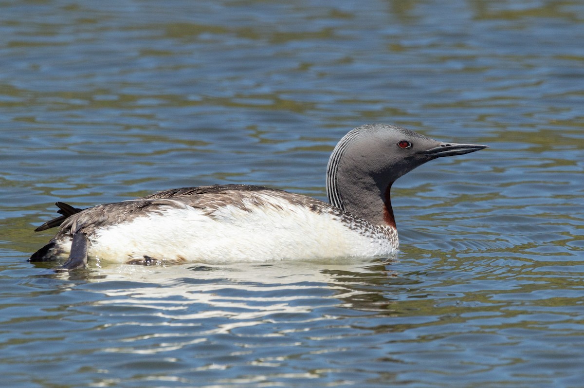 Red-throated Loon - ML618172575