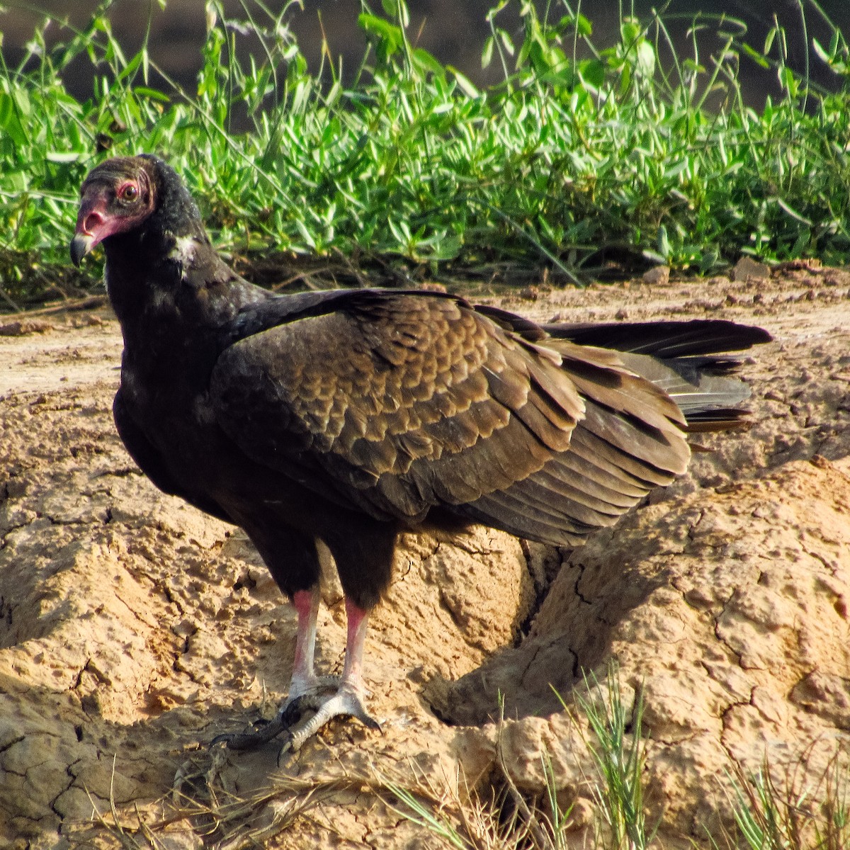 Turkey Vulture - ML618172581