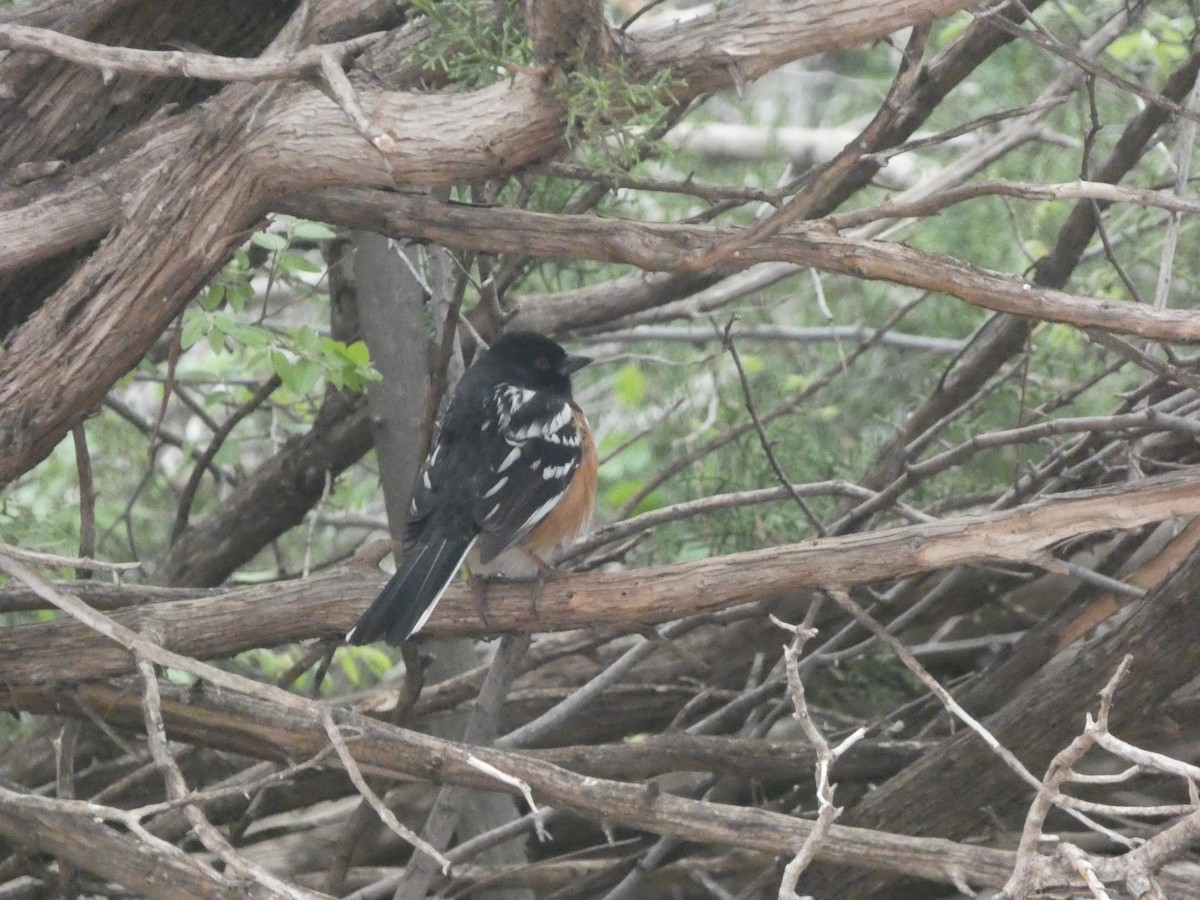 Spotted Towhee - ML618172620