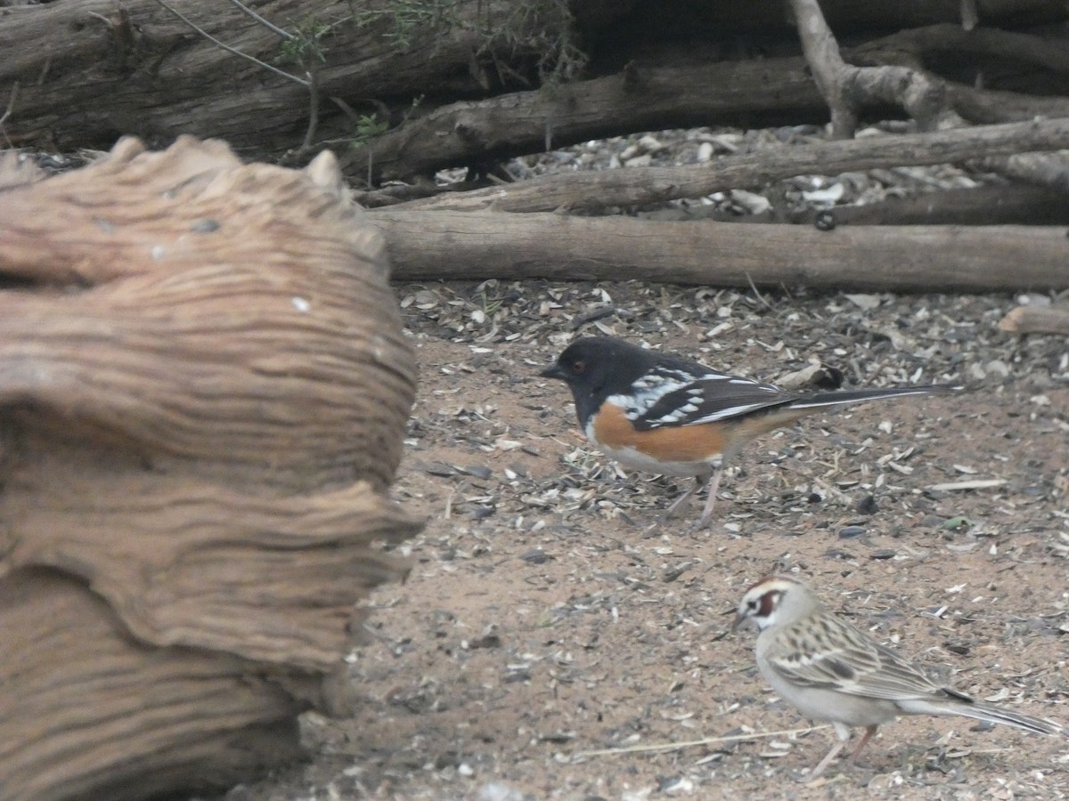 Spotted Towhee - ML618172621